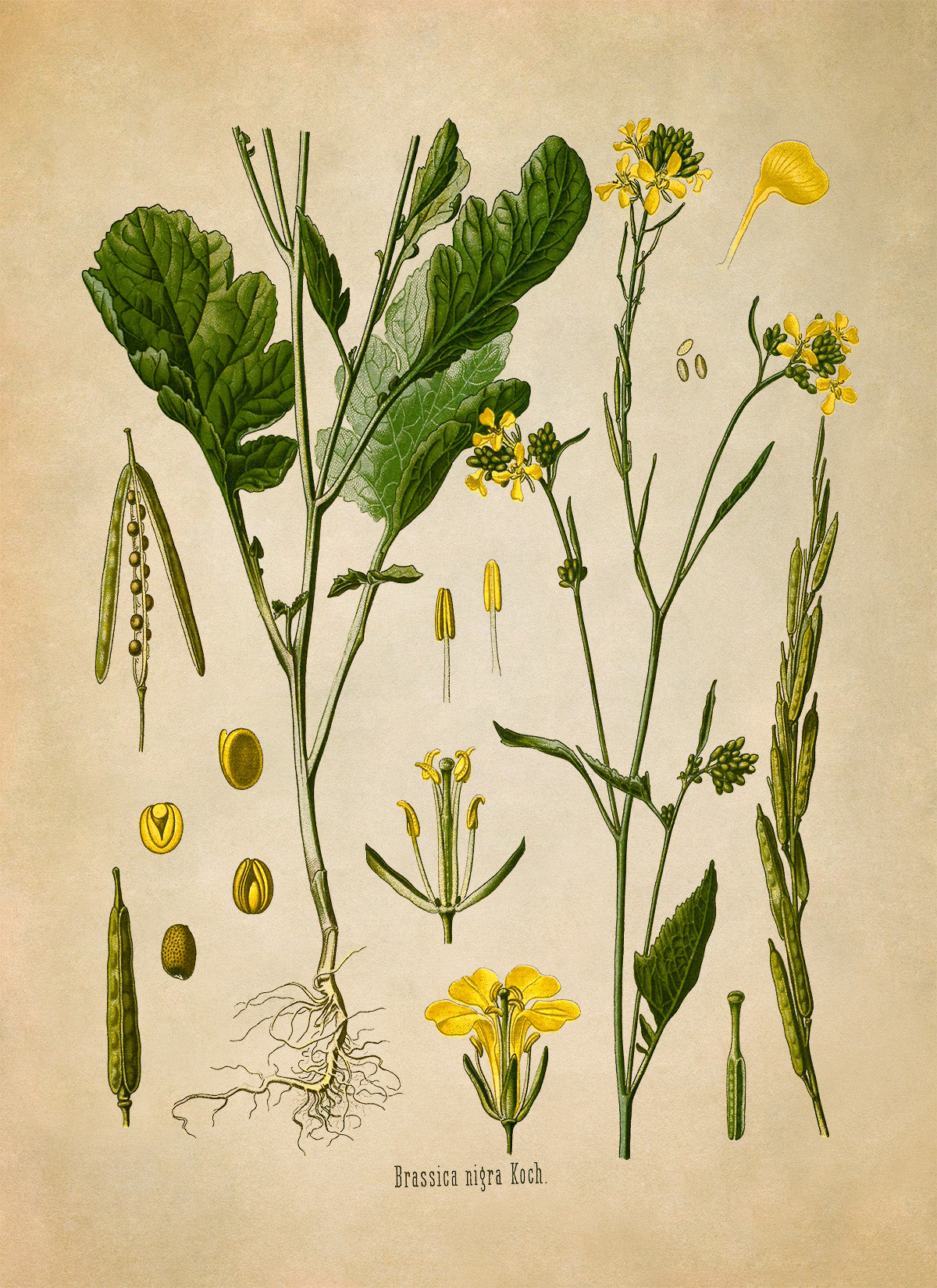 Black Mustard Plant Botanical Illustration Print, MOBO14