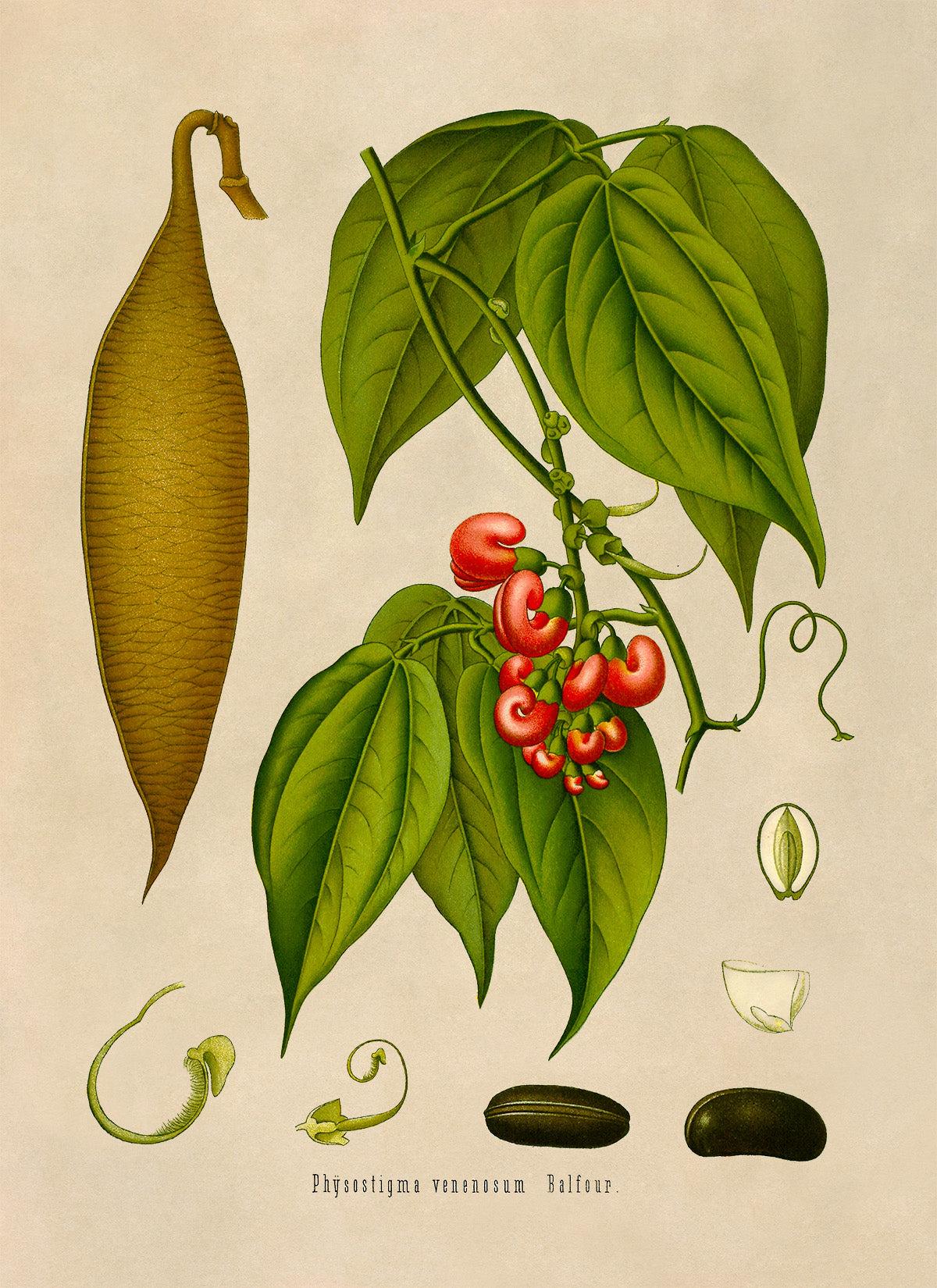 Calabar Bean Plant Botanical Illustration Print, MOBO150