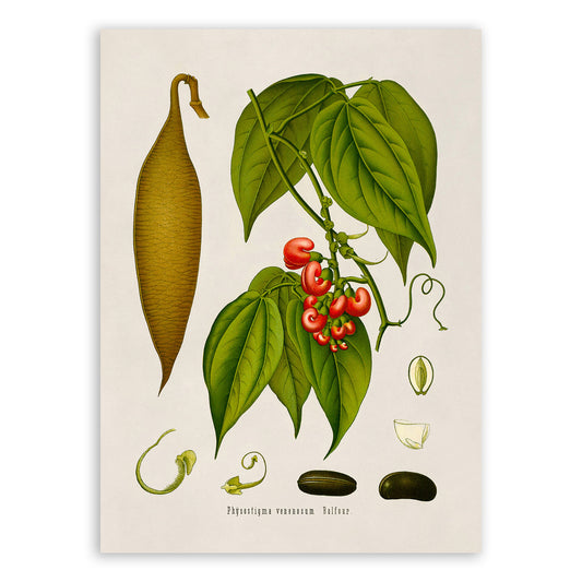 Calabar Bean Plant Botanical Illustration Print, MOBO150