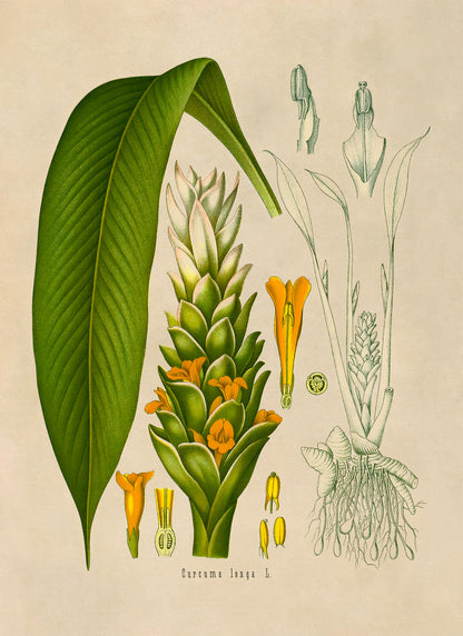 Turmeric Plant Botanical Illustration Print, MOBO151