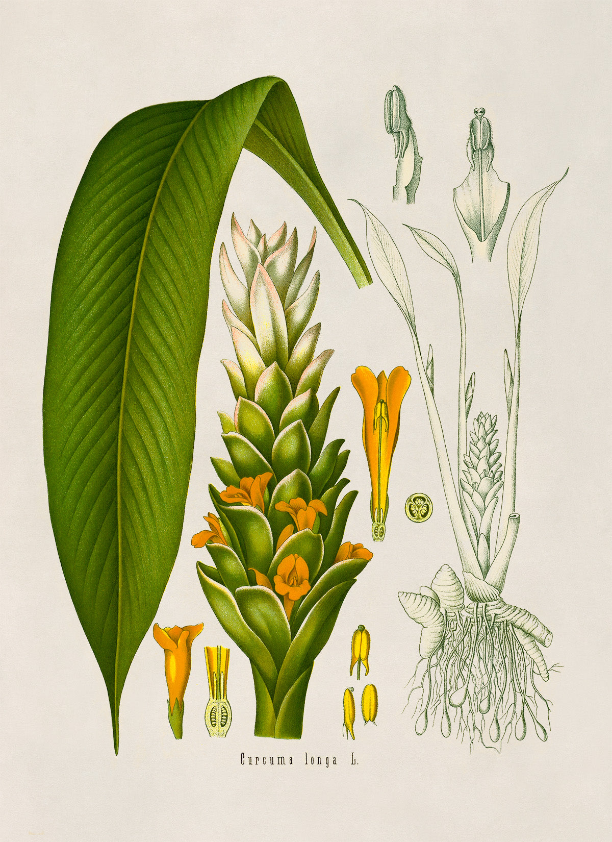 Turmeric Plant Botanical Illustration Print, MOBO151