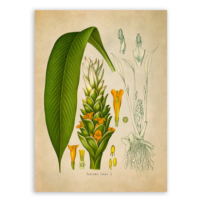 Turmeric Plant Botanical Illustration Print, MOBO151