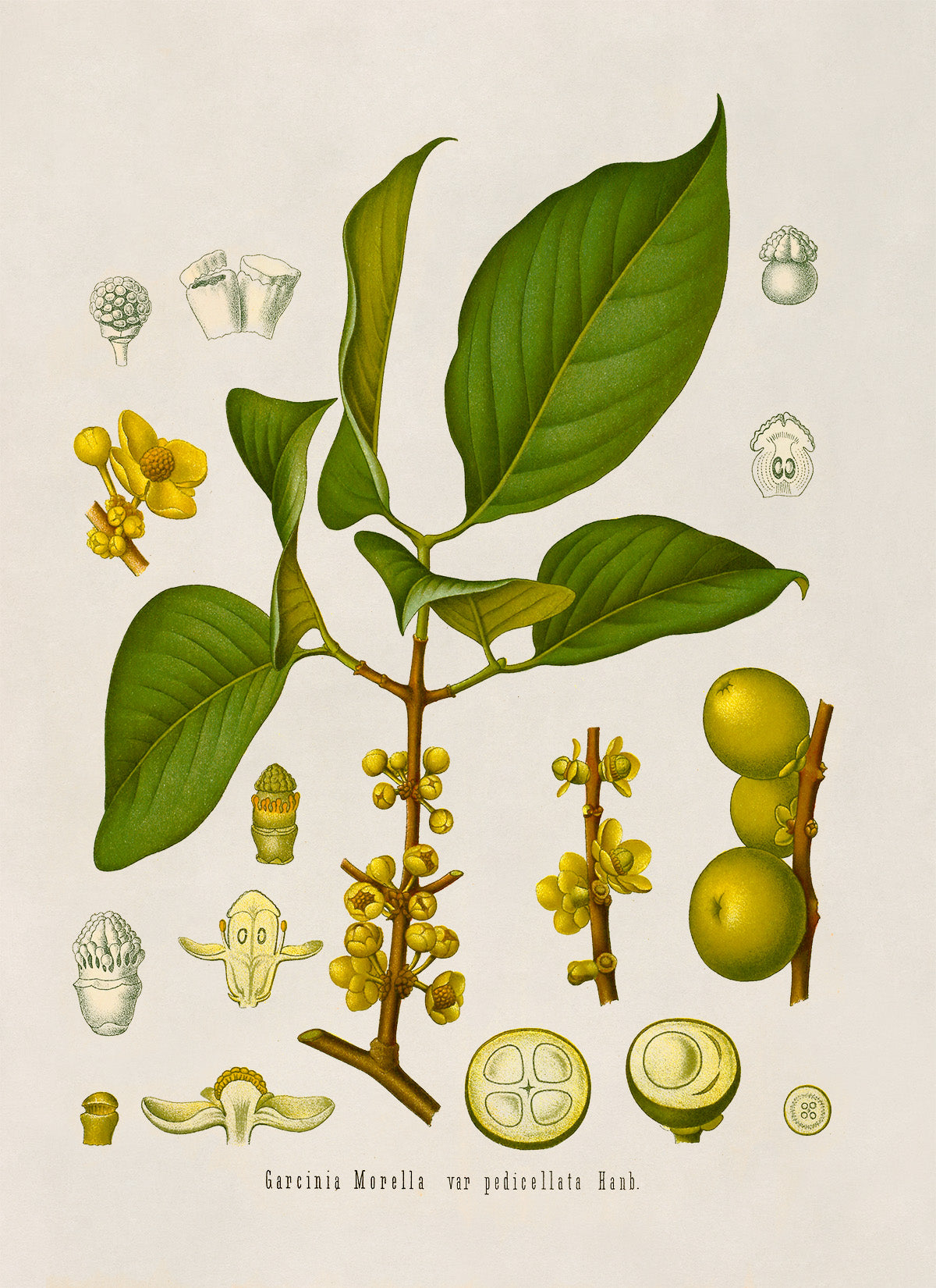 Garcinia Morella Tree Botanical Illustration Print, MOBO152