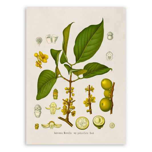 Garcinia Morella Tree Botanical Illustration Print, MOBO152