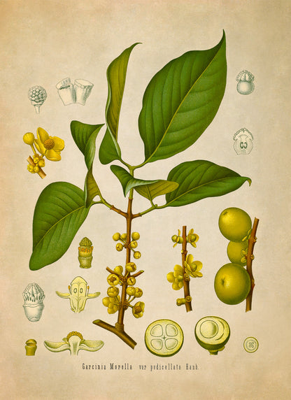 Garcinia Morella Tree Botanical Illustration Print, MOBO152