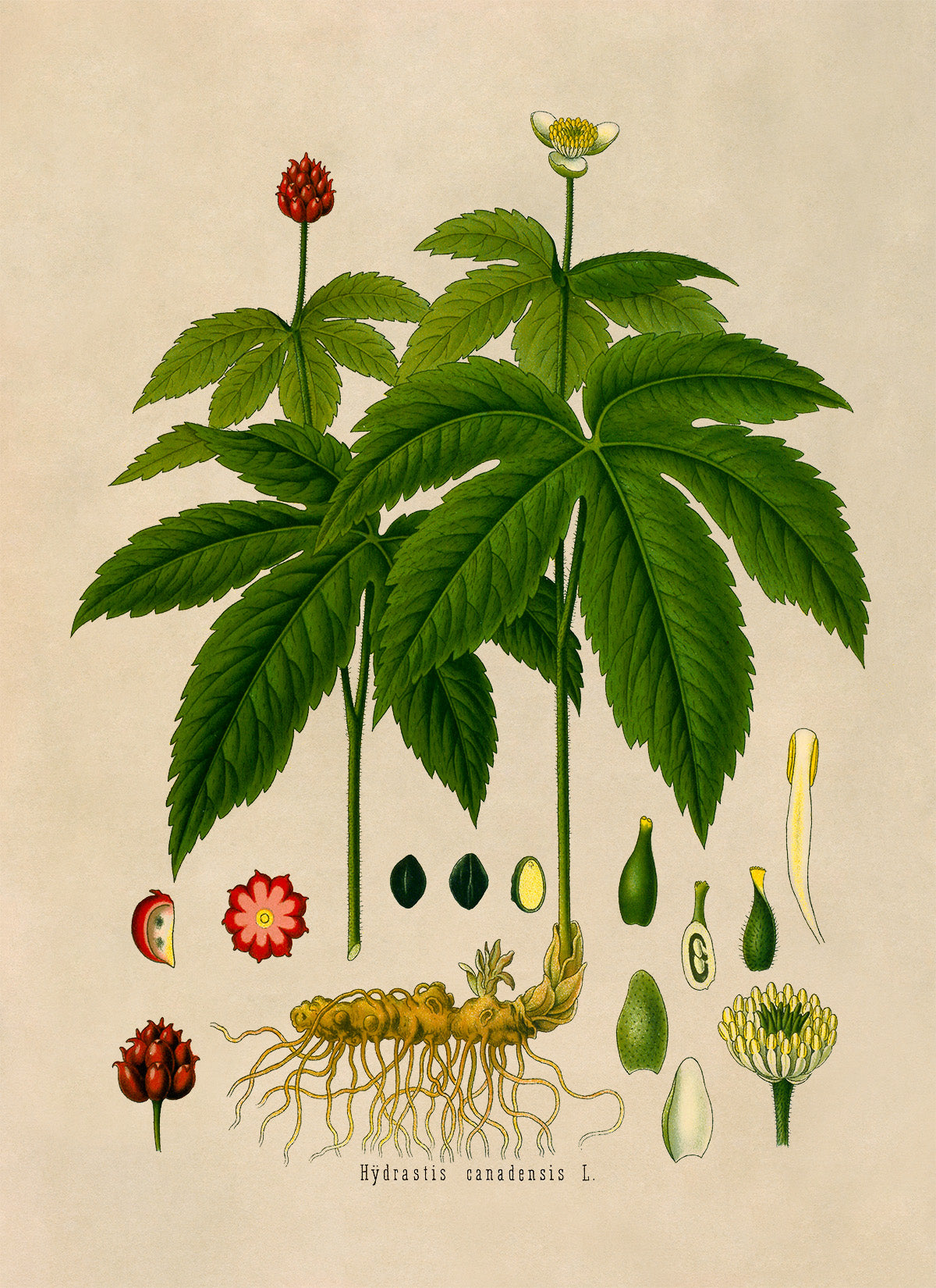 Goldenseal Plant Botanical Illustration Print, MOBO153