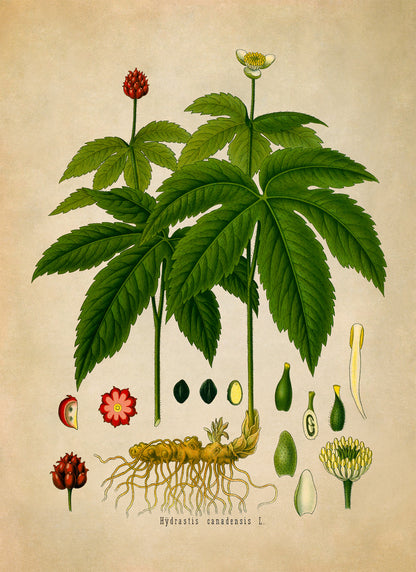 Goldenseal Plant Botanical Illustration Print, MOBO153