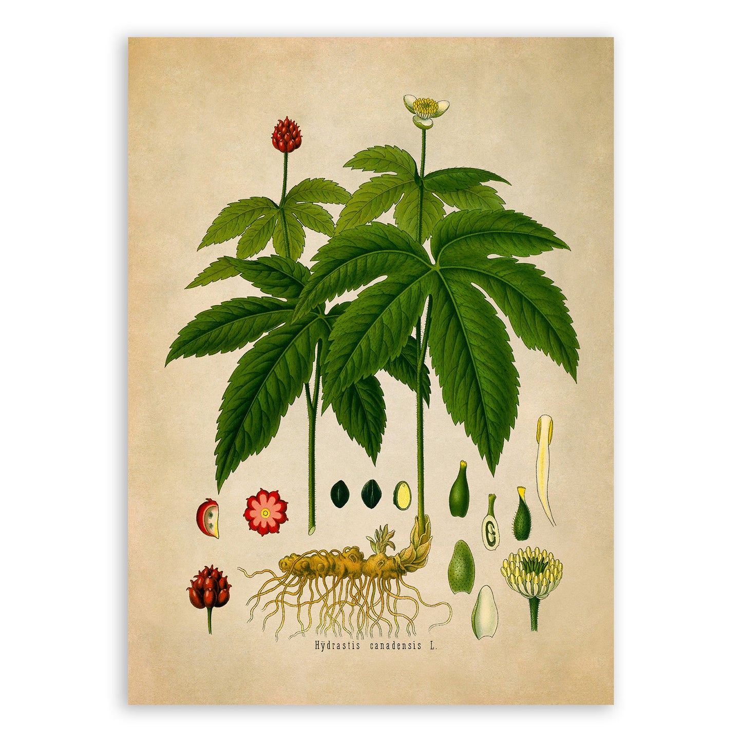 Goldenseal Plant Botanical Illustration Print, MOBO153