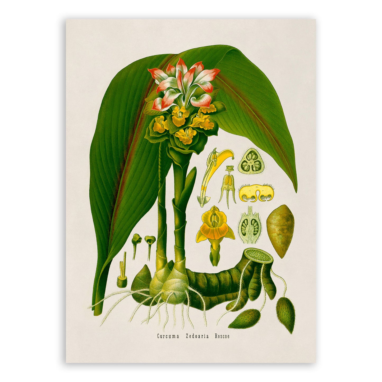 Zedoary Plant Botanical Illustration Print, MOBO154