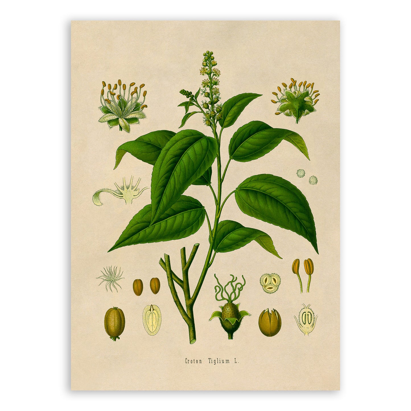 Purging Croton Plant Botanical Illustration Print, MOBO155