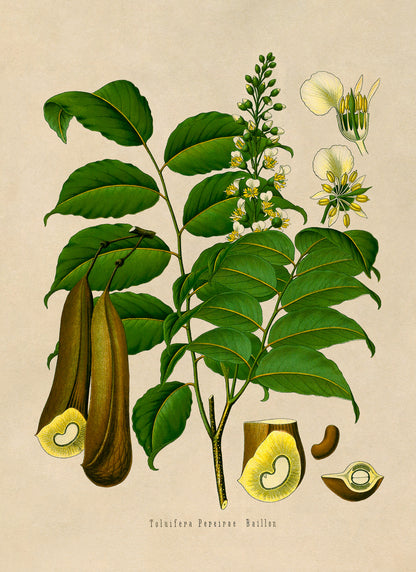 Peru Balsam Tree Botanical Illustration Print, MOBO156