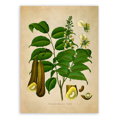 Peru Balsam Tree Botanical Illustration Print, MOBO156