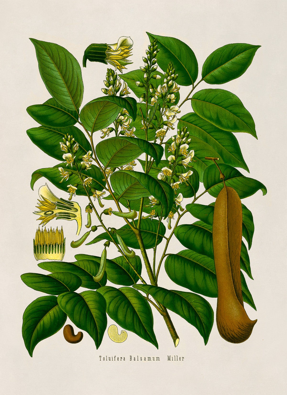 Tolu Balsam Tree Botanical Illustration Print, MOBO157