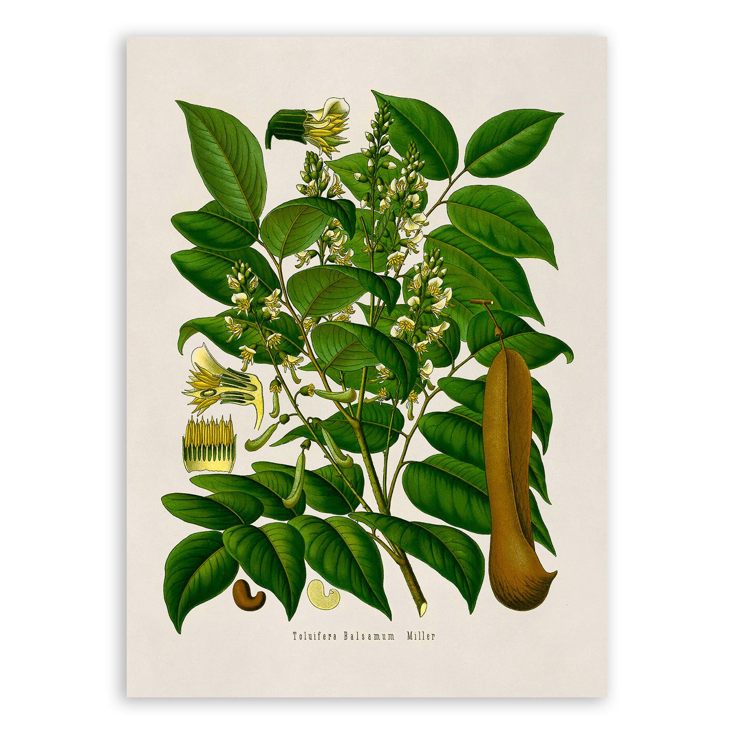 Tolu Balsam Tree Botanical Illustration Print, MOBO157