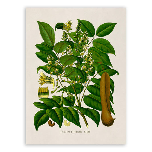 Tolu Balsam Tree Botanical Illustration Print, MOBO157