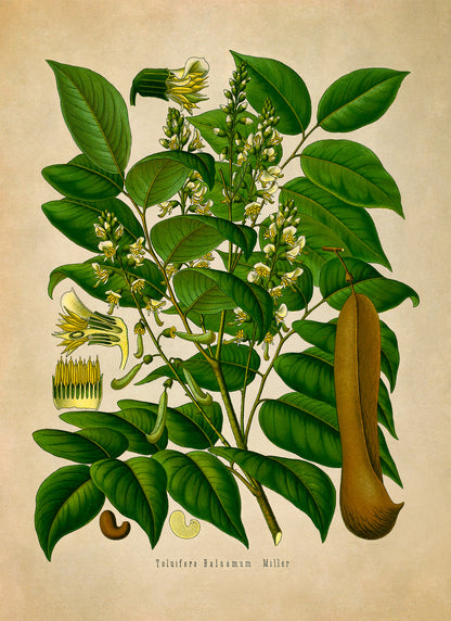 Tolu Balsam Tree Botanical Illustration Print, MOBO157