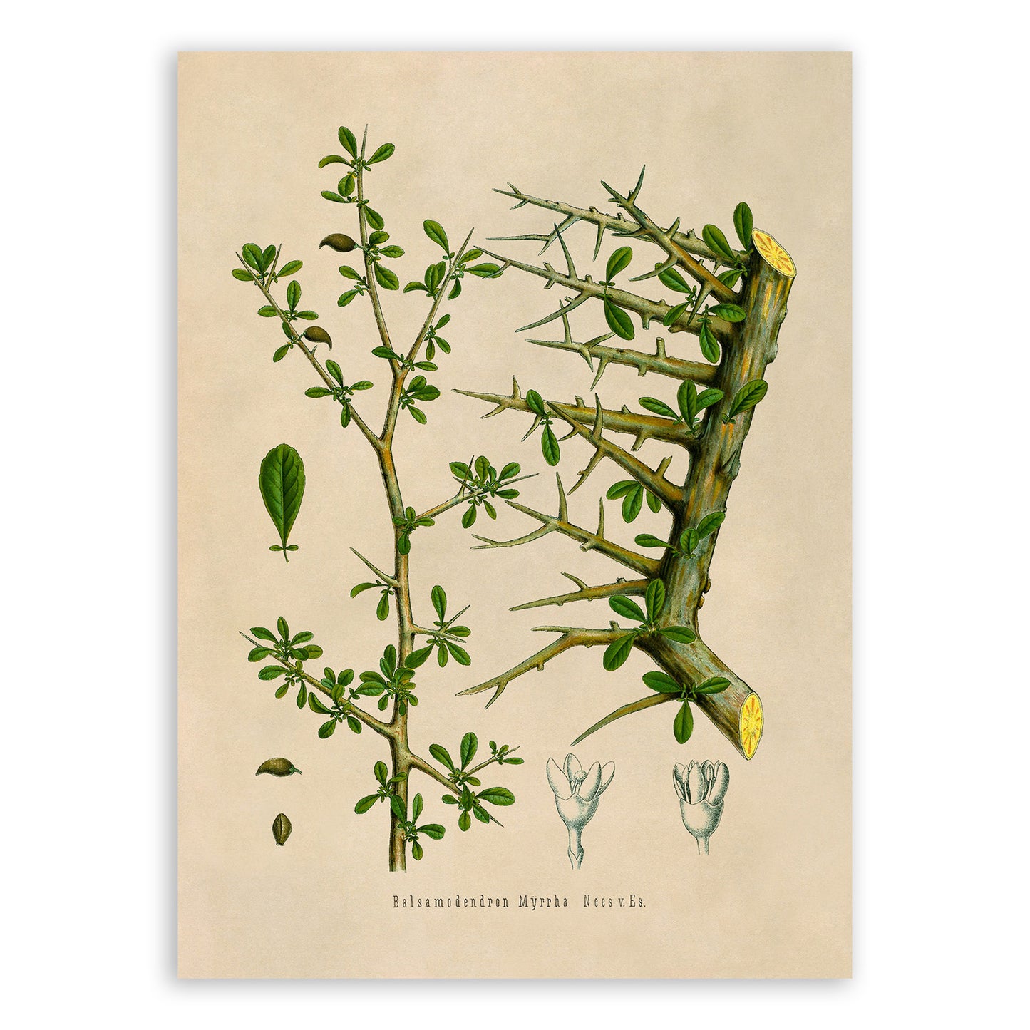 Myrrh Tree Botanical Illustration Print, MOBO158