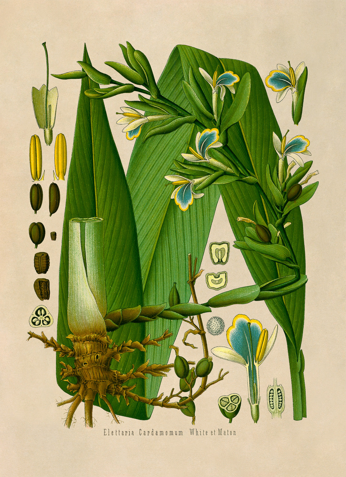 True Cardamom Botanical Illustration Print, MOBO159