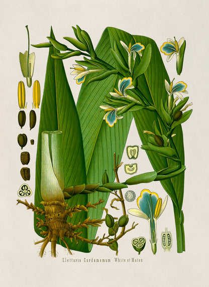 True Cardamom Botanical Illustration Print, MOBO159