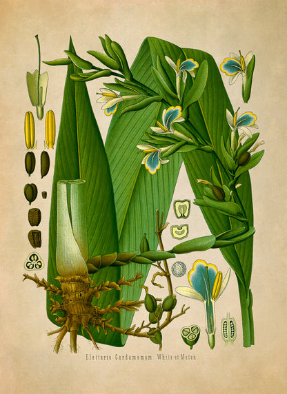 True Cardamom Botanical Illustration Print, MOBO159