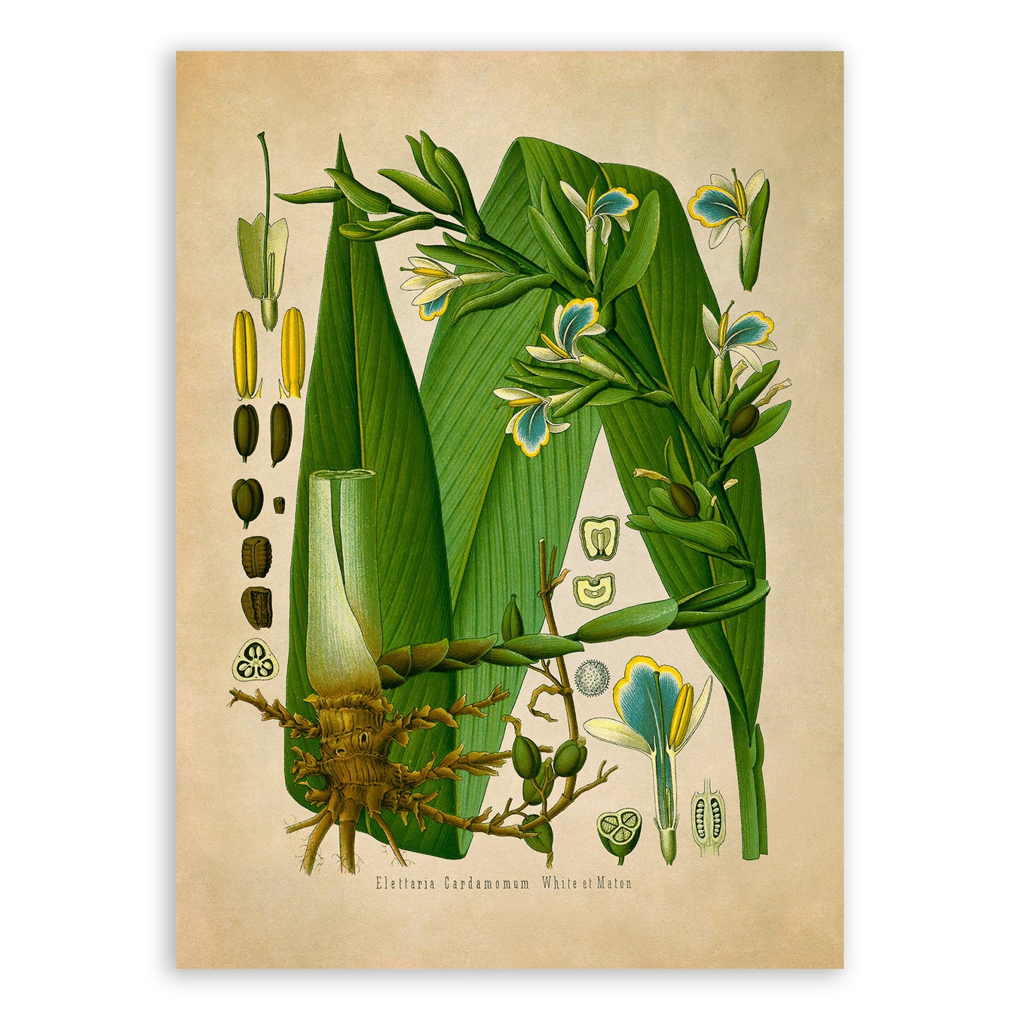 True Cardamom Botanical Illustration Print, MOBO159