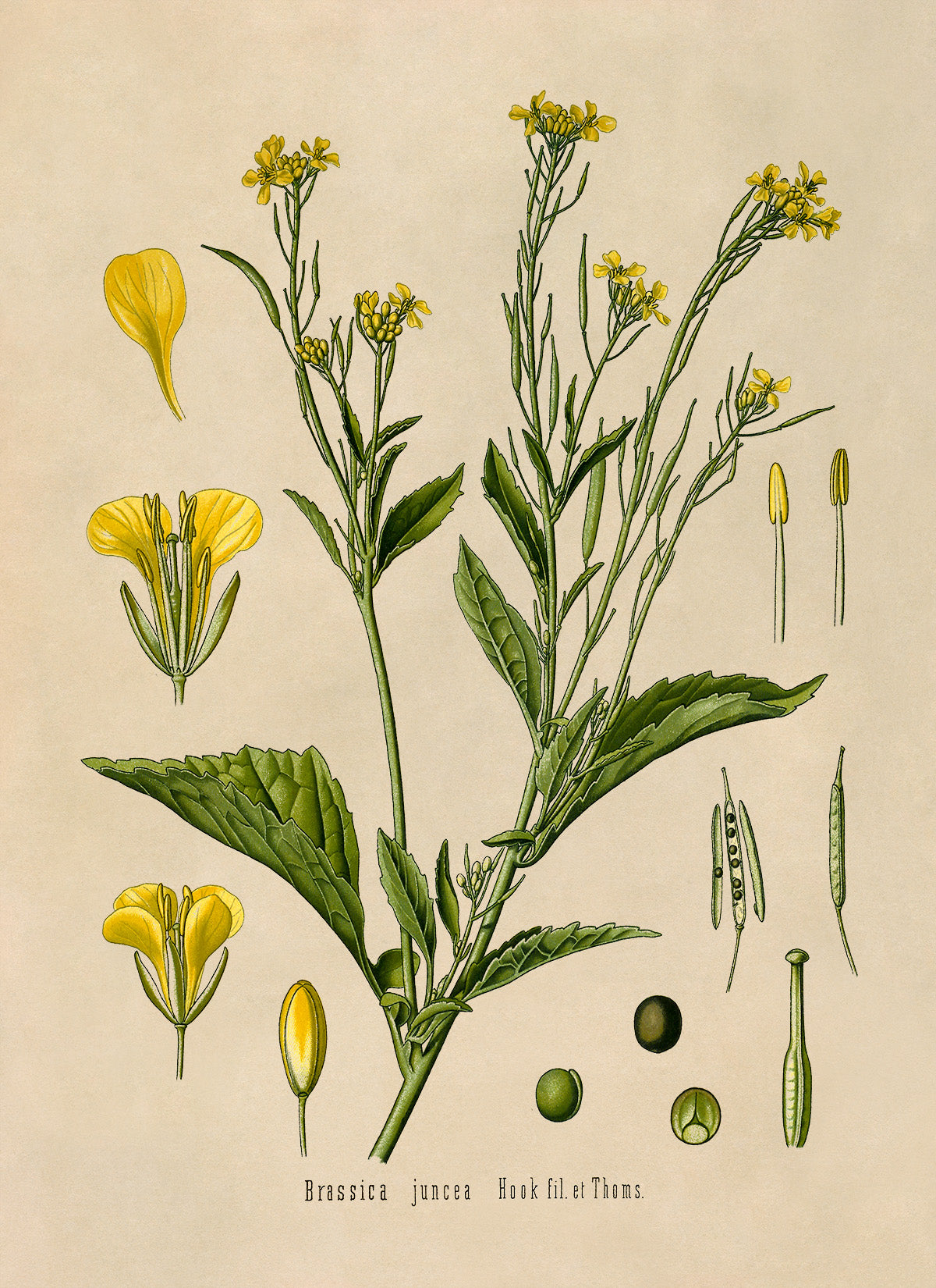 Brown Mustard Plant Botanical Illustration Print, MOBO15