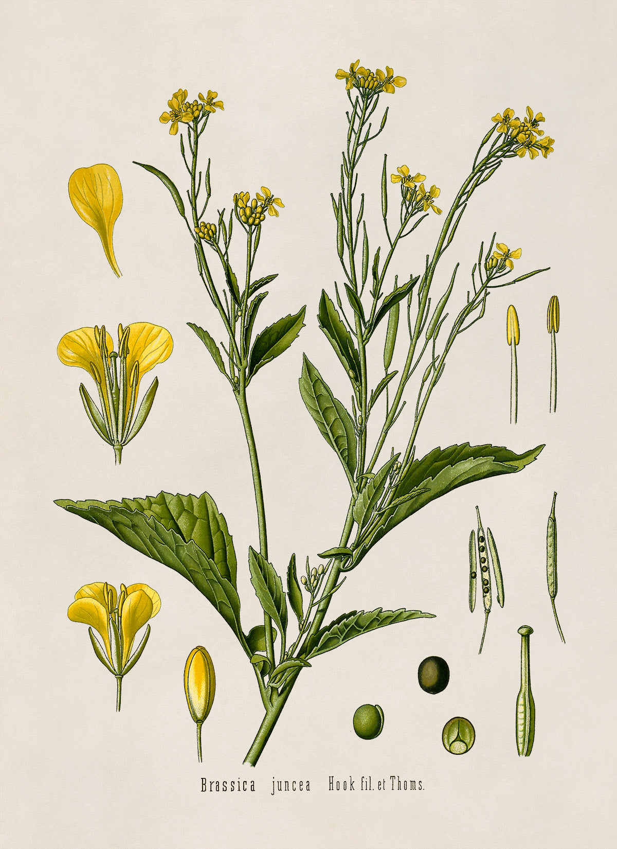 Brown Mustard Plant Botanical Illustration Print, MOBO15