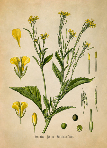 Brown Mustard Plant Botanical Illustration Print, MOBO15