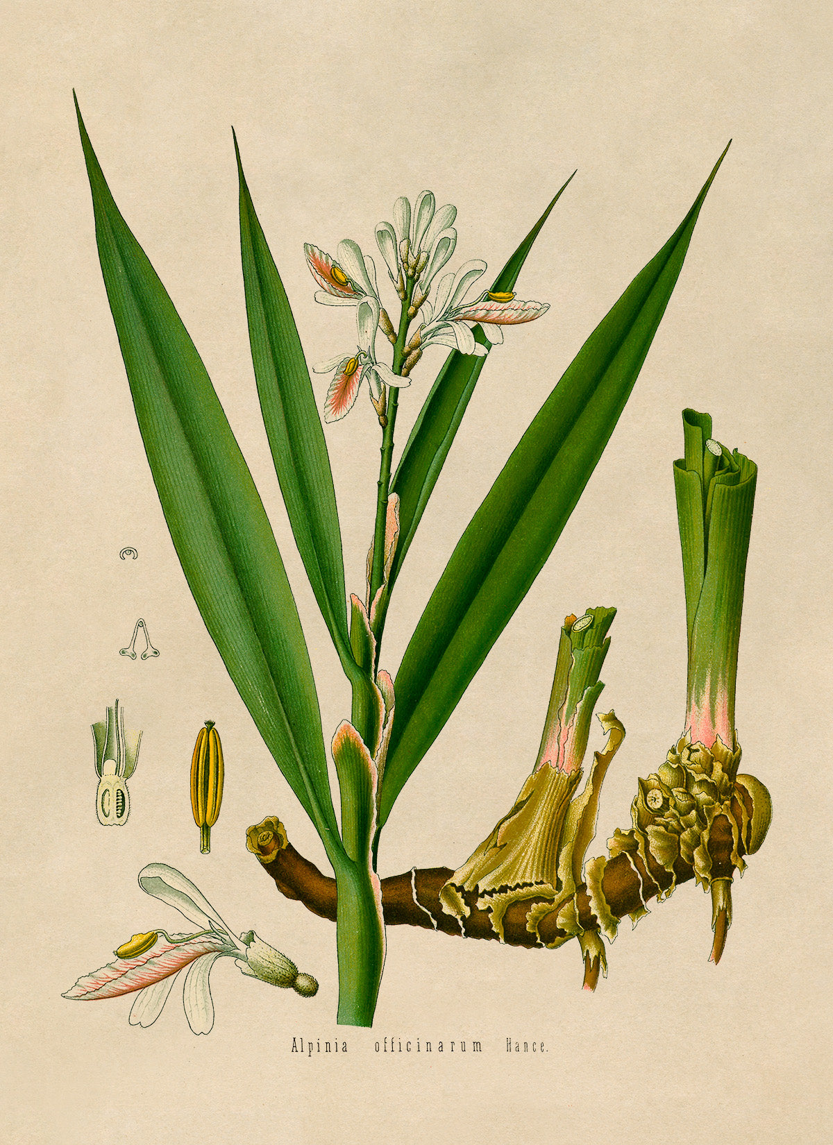 Lesser Galangal Botanical Illustration Print, MOBO160