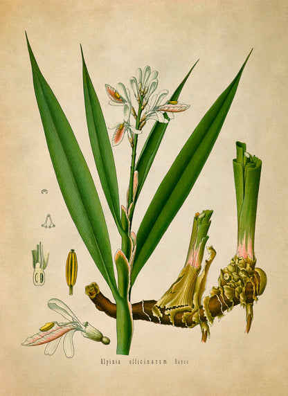 Lesser Galangal Botanical Illustration Print, MOBO160