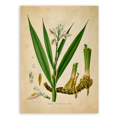 Lesser Galangal Botanical Illustration Print, MOBO160