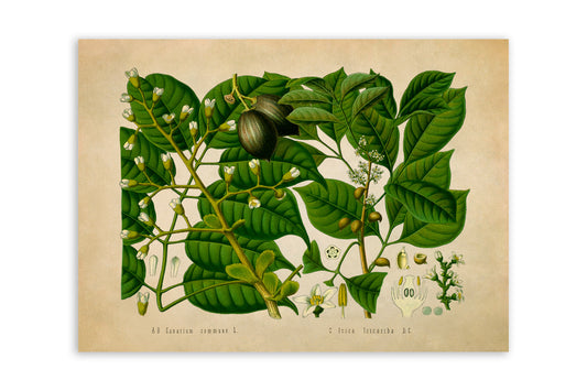 Galip Nut Tree Botanical Illustration Print, MOBO161