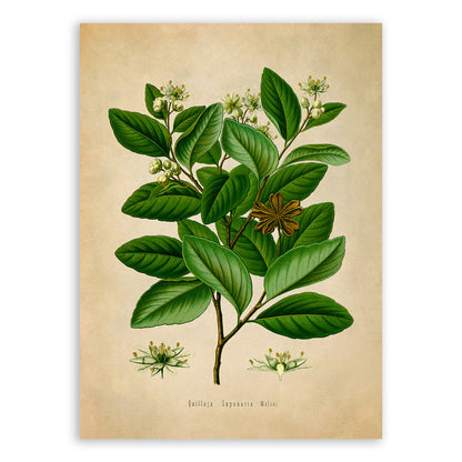 Soap Bark Tree Botanical Illustration Print, MOBO162