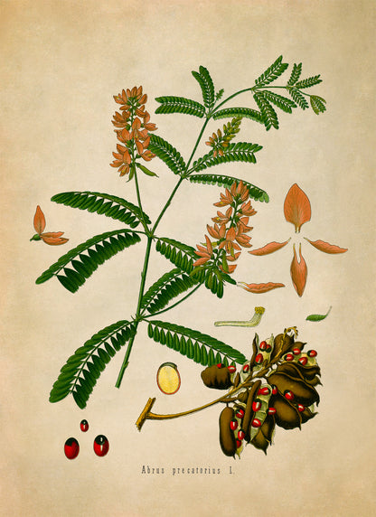 Rosary Pea Plant  Botanical Illustration Print, MOBO163