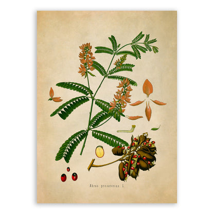 Rosary Pea Plant  Botanical Illustration Print, MOBO163