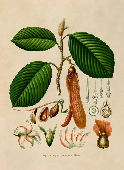 Hollong Tree Botanical Illustration Print, MOBO164