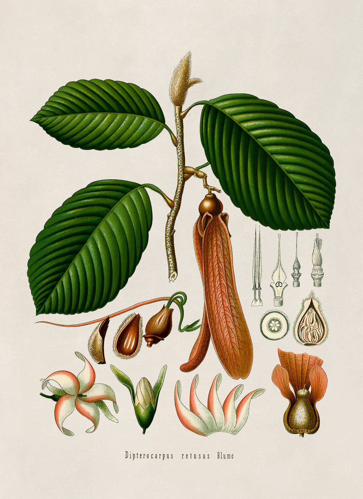 Hollong Tree Botanical Illustration Print, MOBO164