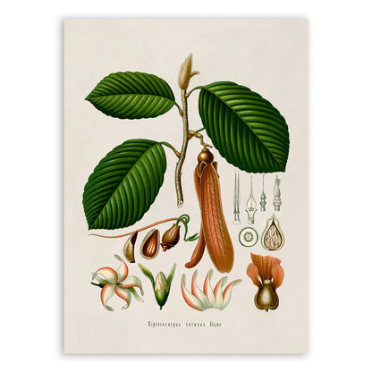 Hollong Tree Botanical Illustration Print, MOBO164