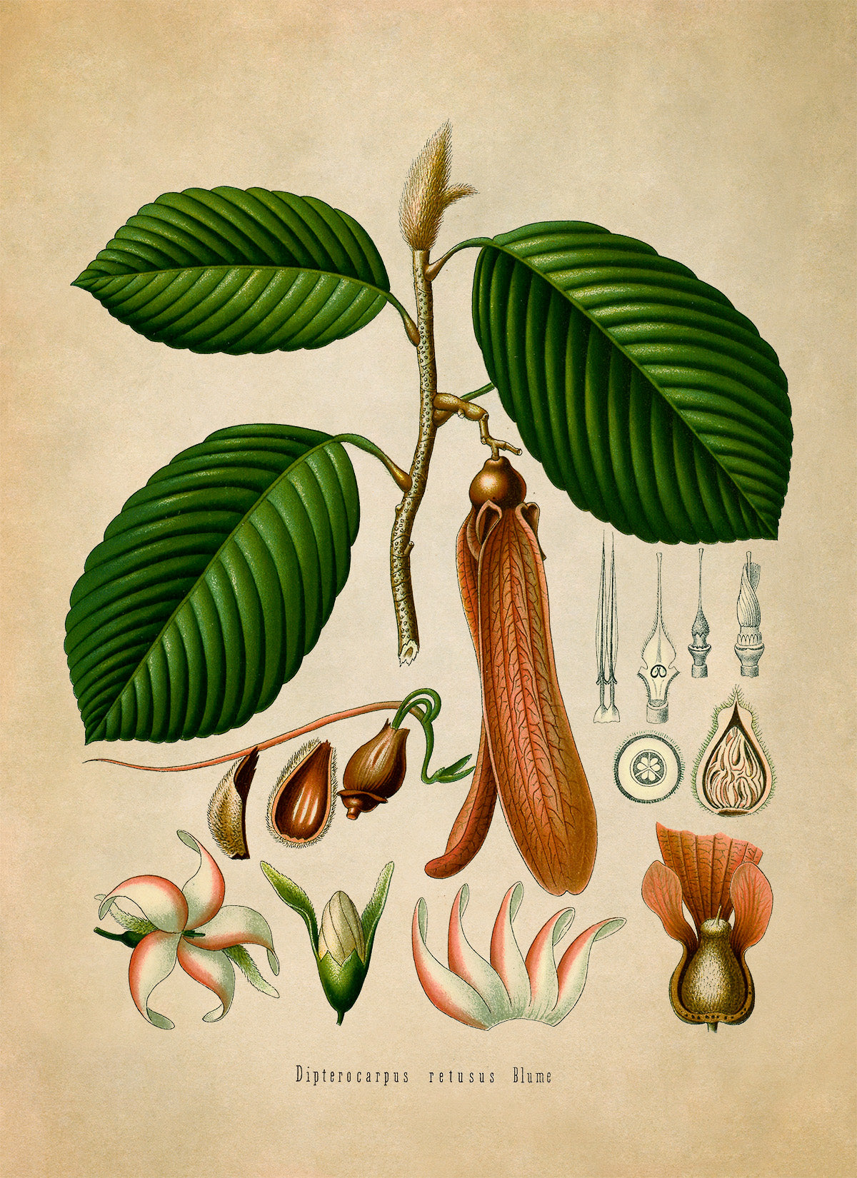 Hollong Tree Botanical Illustration Print, MOBO164