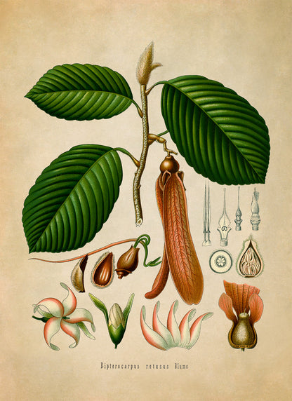 Hollong Tree Botanical Illustration Print, MOBO164