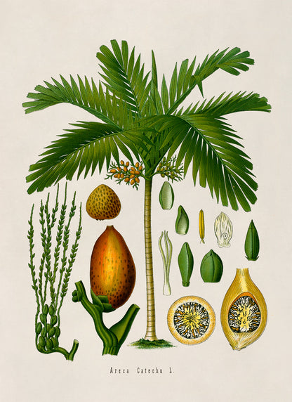 Areca Palm Tree Botanical Illustration Print, MOBO165