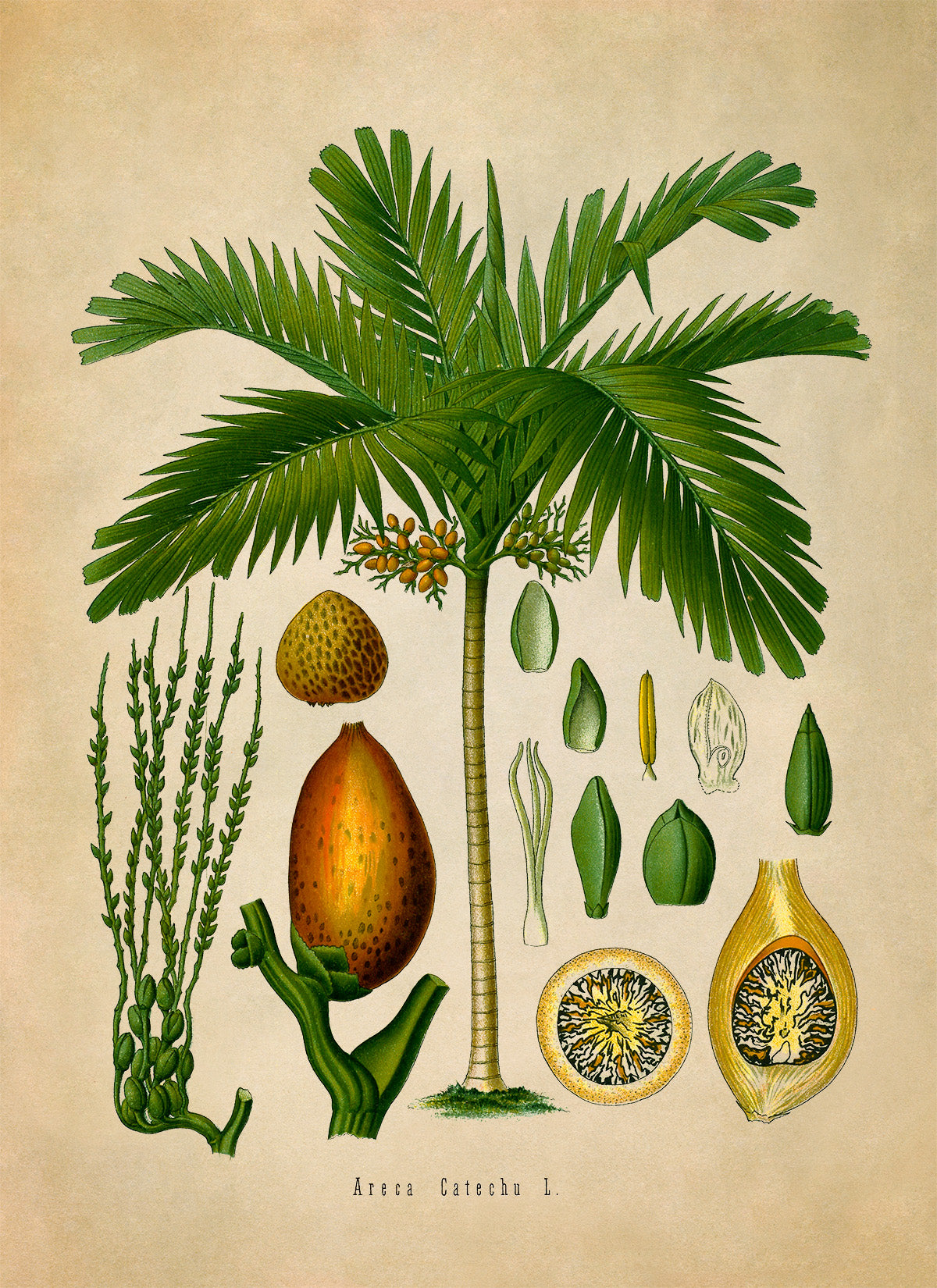 Areca Palm Tree Botanical Illustration Print, MOBO165