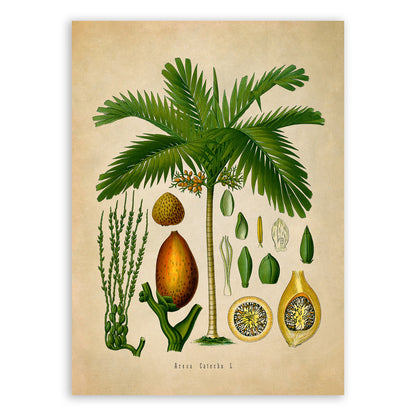 Areca Palm Tree Botanical Illustration Print, MOBO165