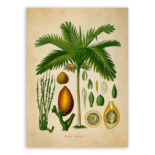 Areca Palm Tree Botanical Illustration Print, MOBO165