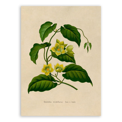 Milkvine Plant Botanical Illustration Print, MOBO166