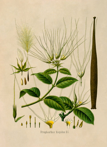 Strophanthus Hispidus Plant Botanical Illustration Print, MOBO167