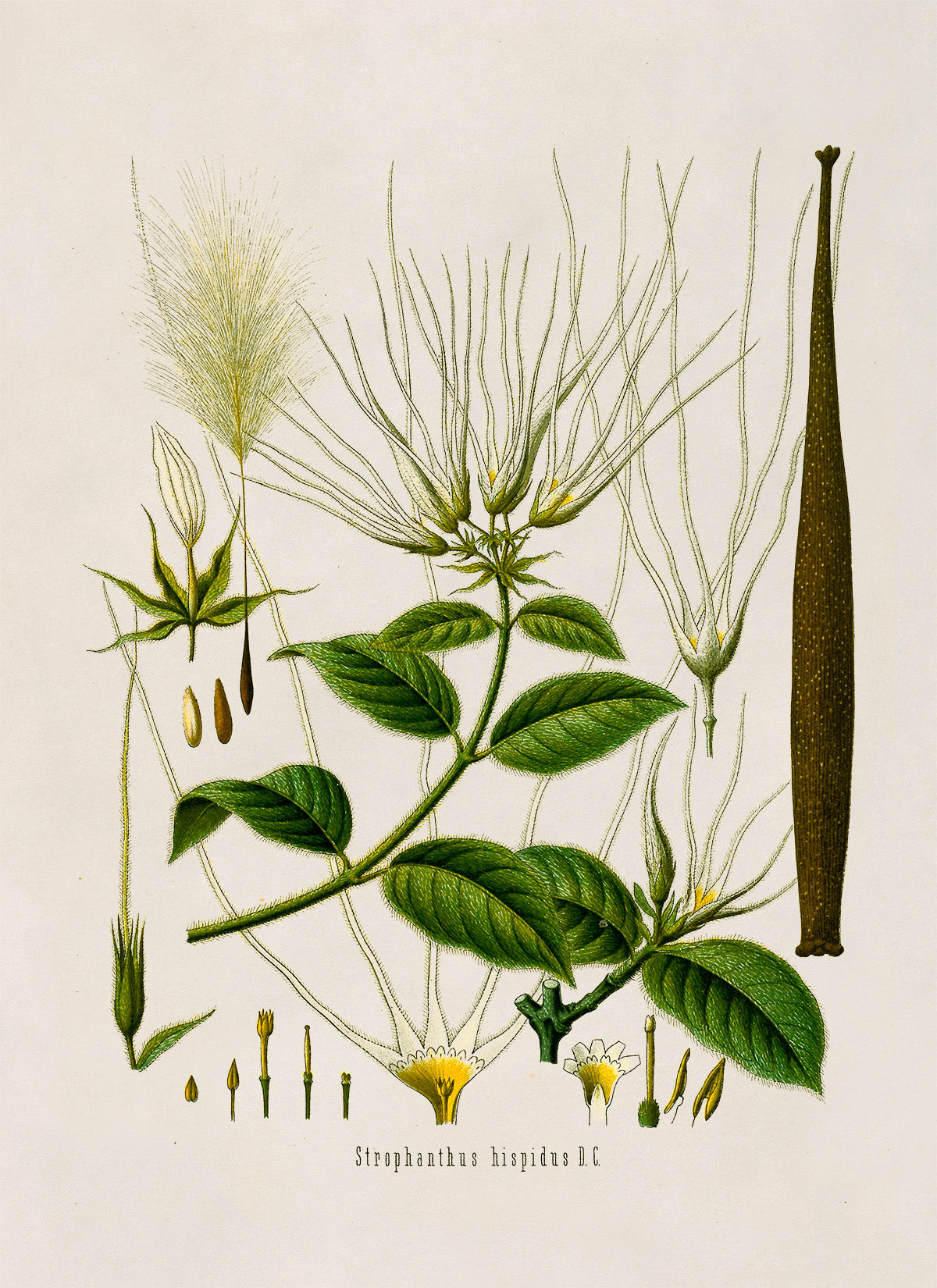 Strophanthus Hispidus Plant Botanical Illustration Print, MOBO167