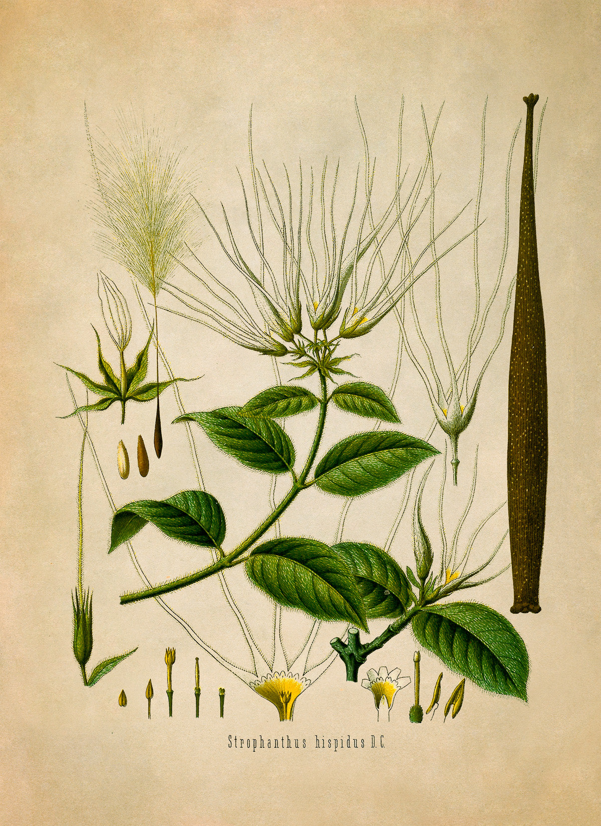 Strophanthus Hispidus Plant Botanical Illustration Print, MOBO167