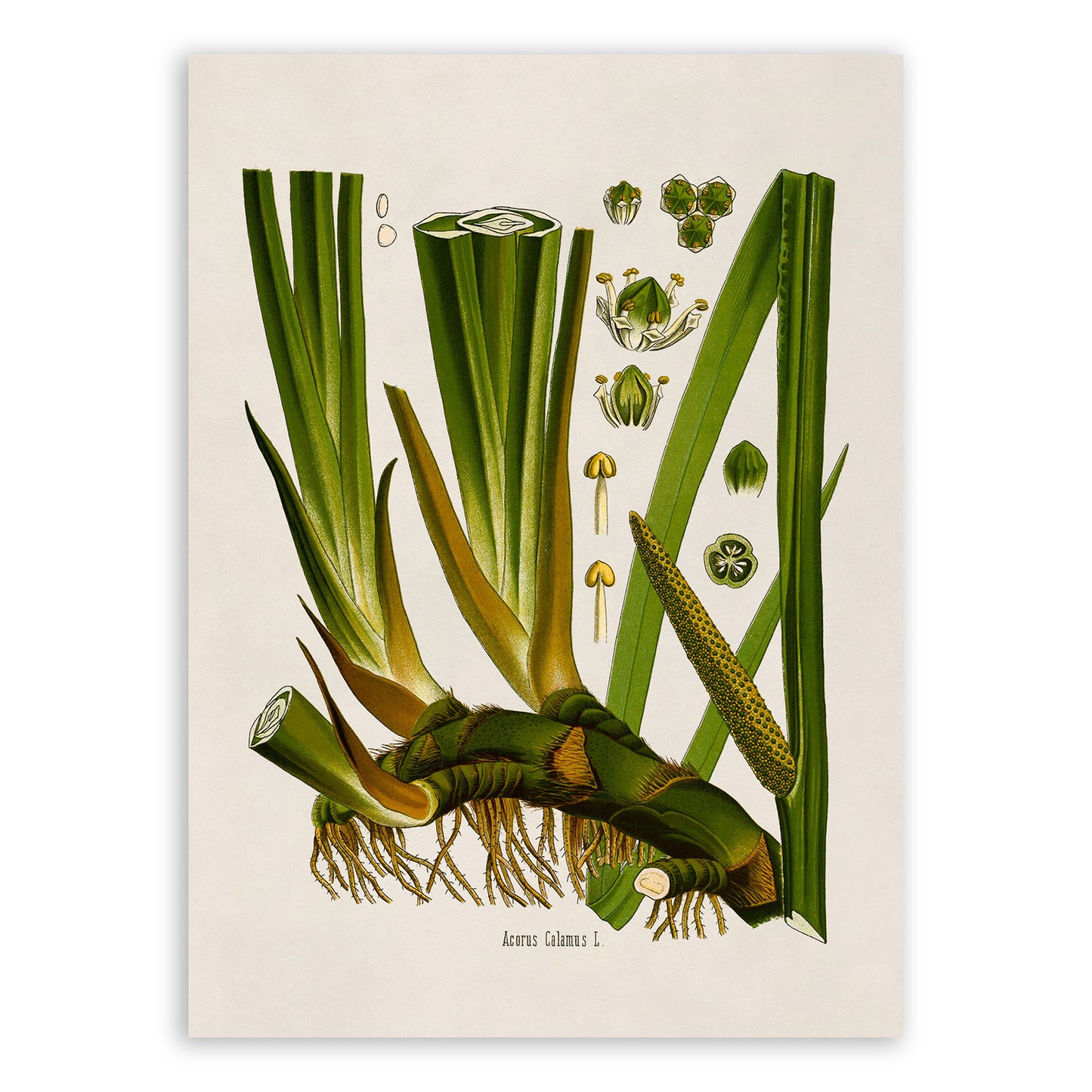 Sweet Flag Plant Botanical Illustration Print, MOBO168