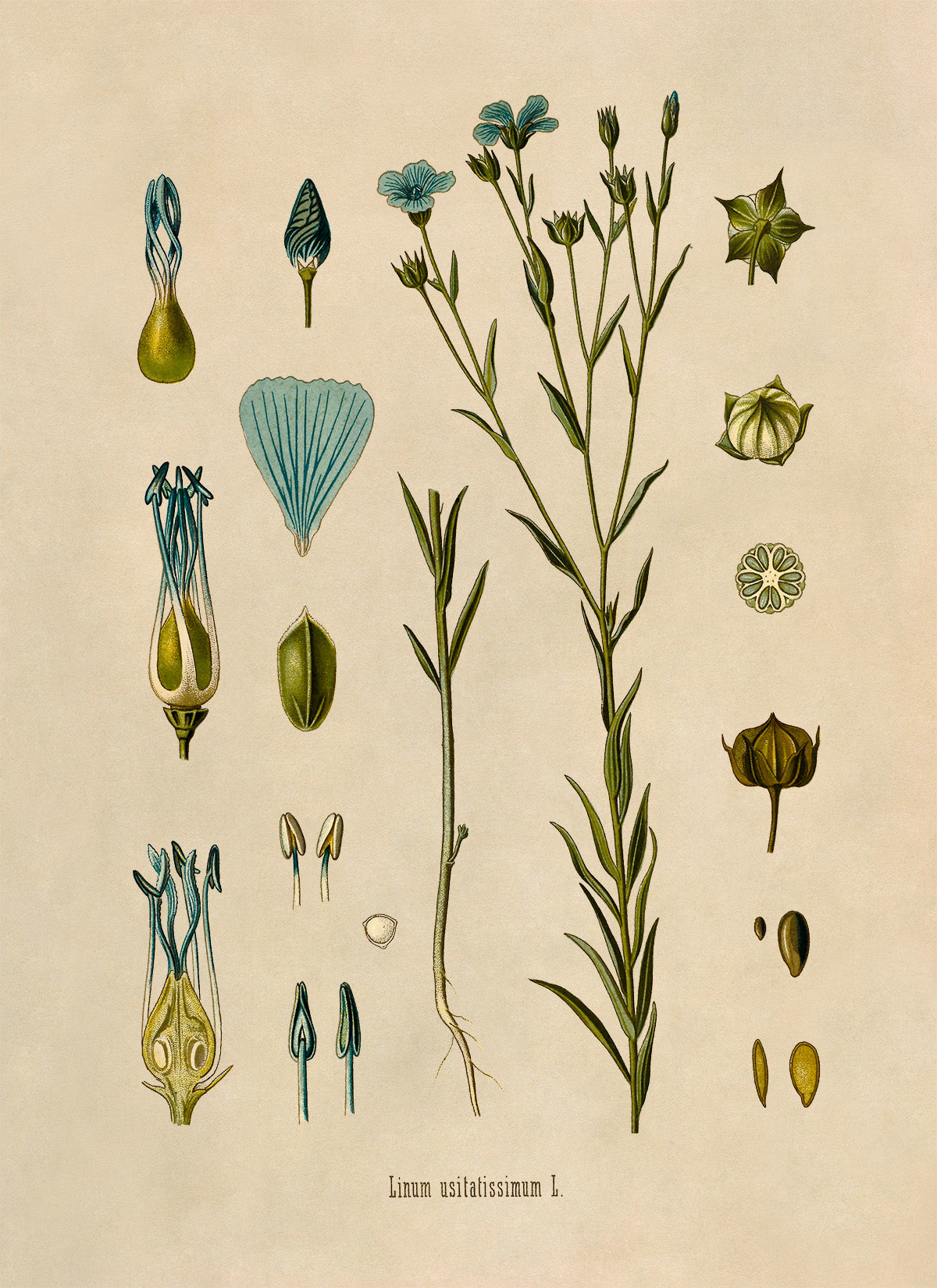 Flax Plant Botanical Illustration Print, MOBO16